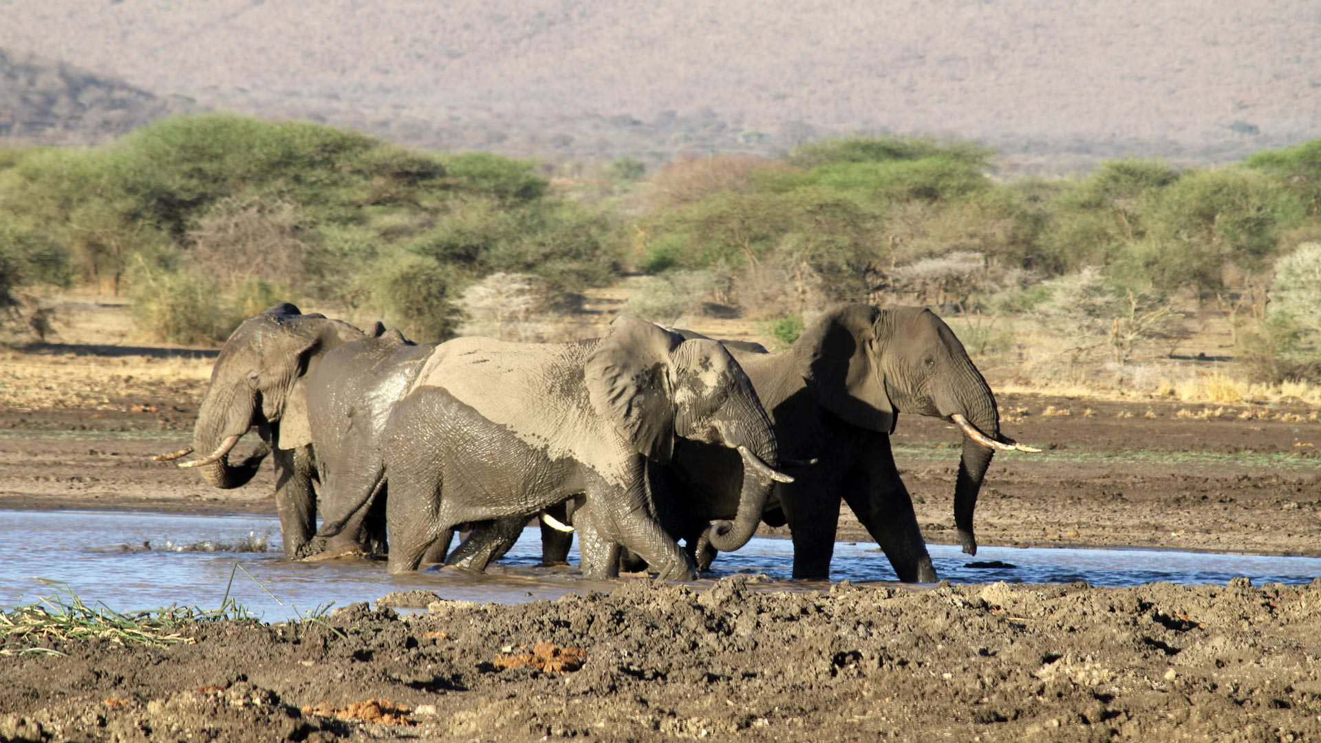 Elephants in Dam at Manyara Ranch Conservancy