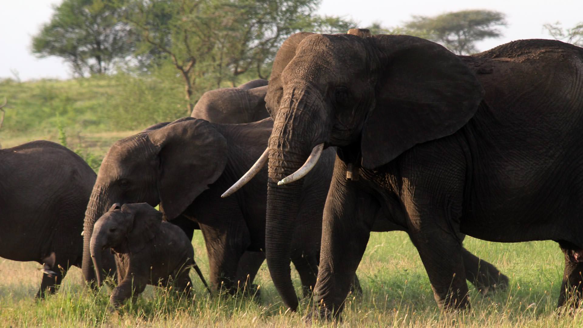 Elephant herd - Manyara Ranch Conservancy