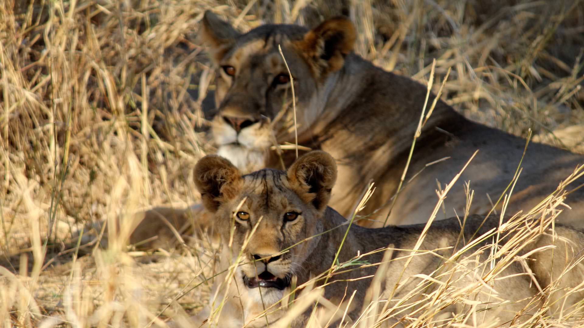 Lions on Manyara Ranch Conservancy