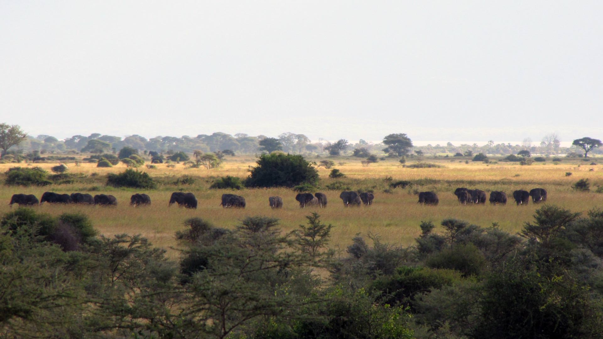 Elephant line - Manyara Ranch Conservancy