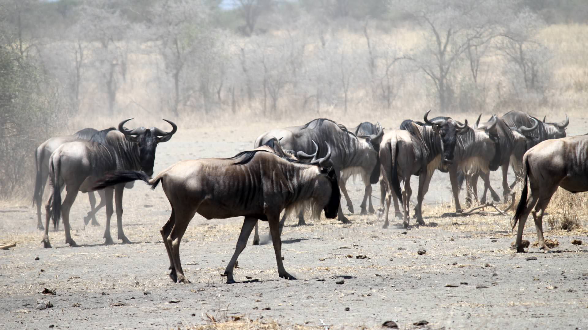 Wildebeest at Manyara Ranch Conservancy