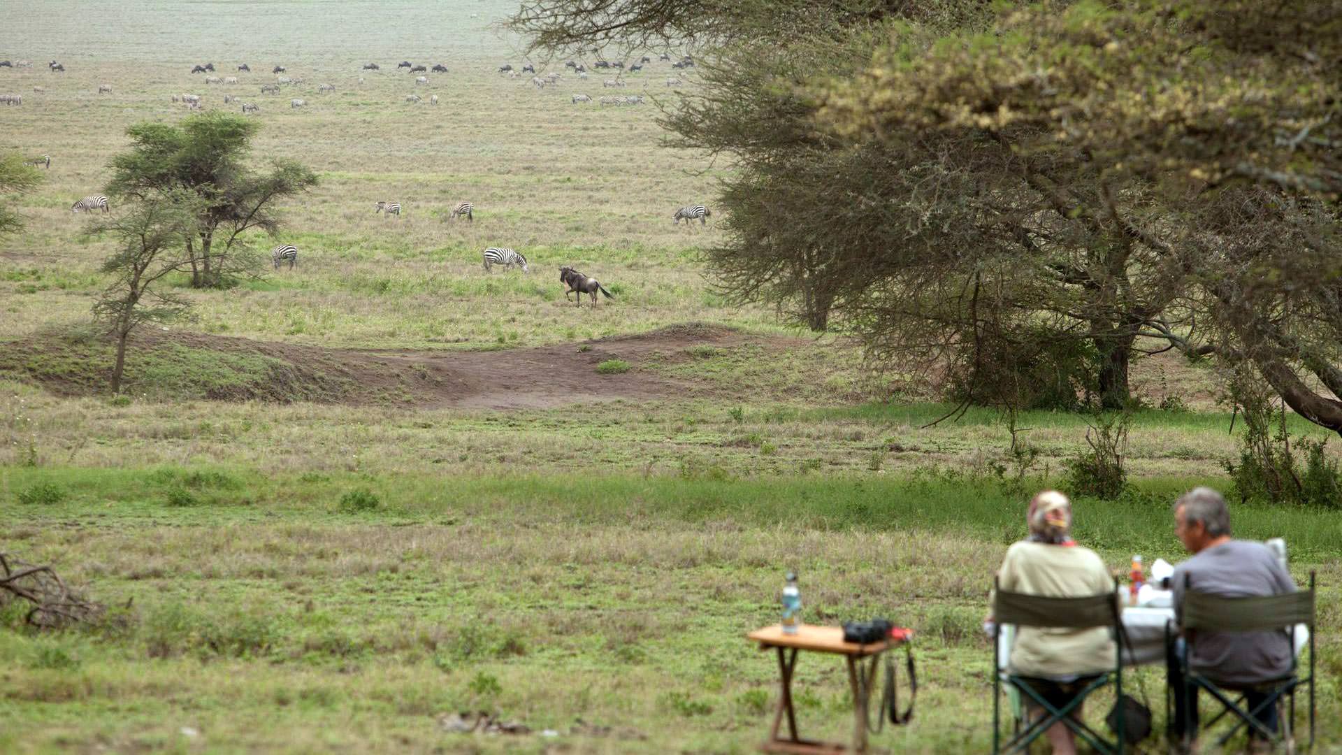 View from camp of zebra and wildebeest