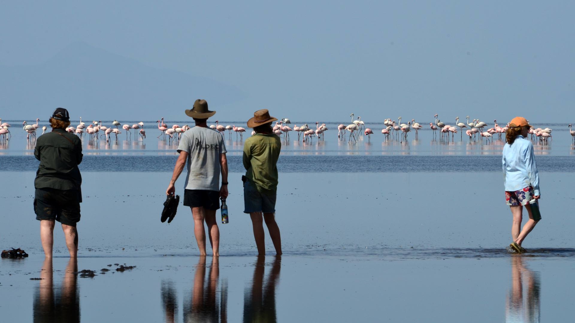 Wading into Lake Natron to view flamingo