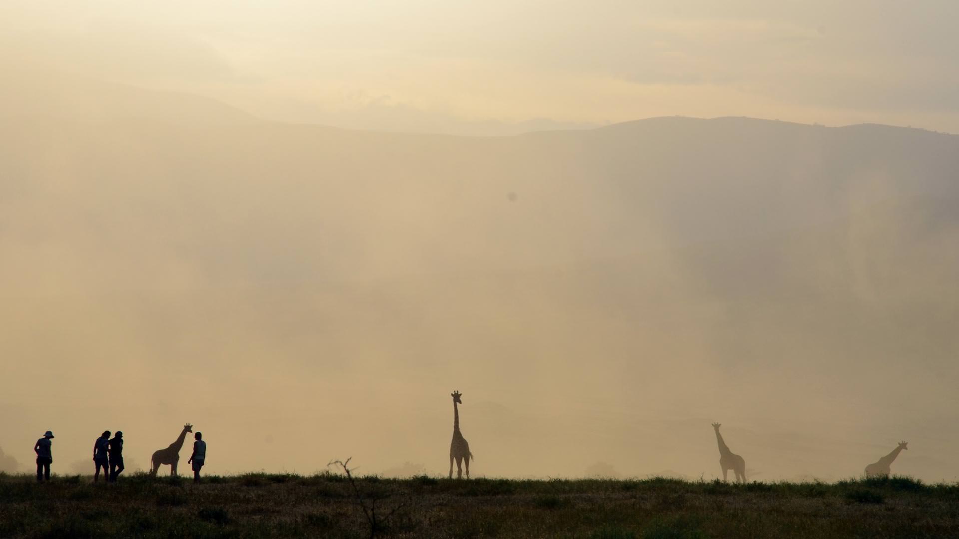 Giraffe on the plains
