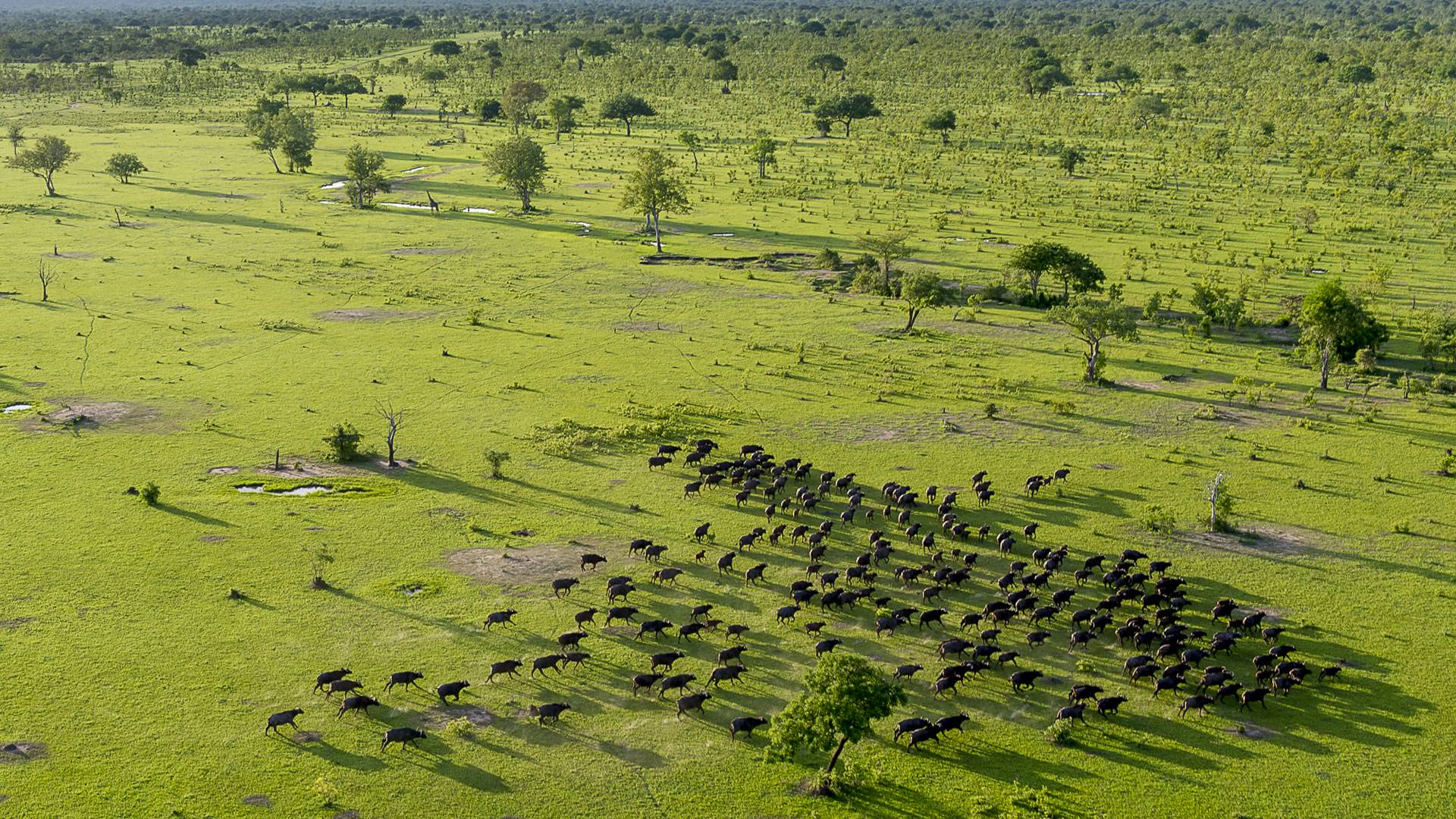 Roho ya Selous - herd of buffalo seen from the air