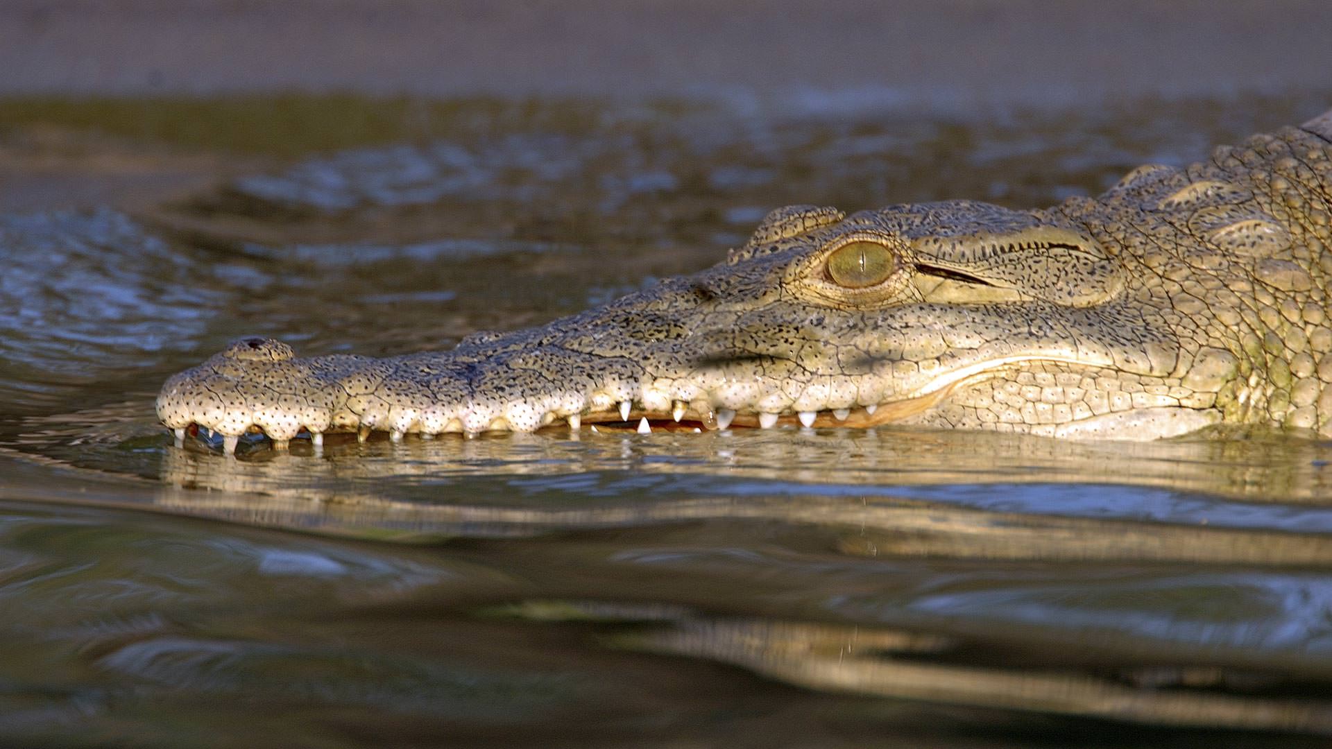 Roho ya Selous - crocodile with a glint in his eye