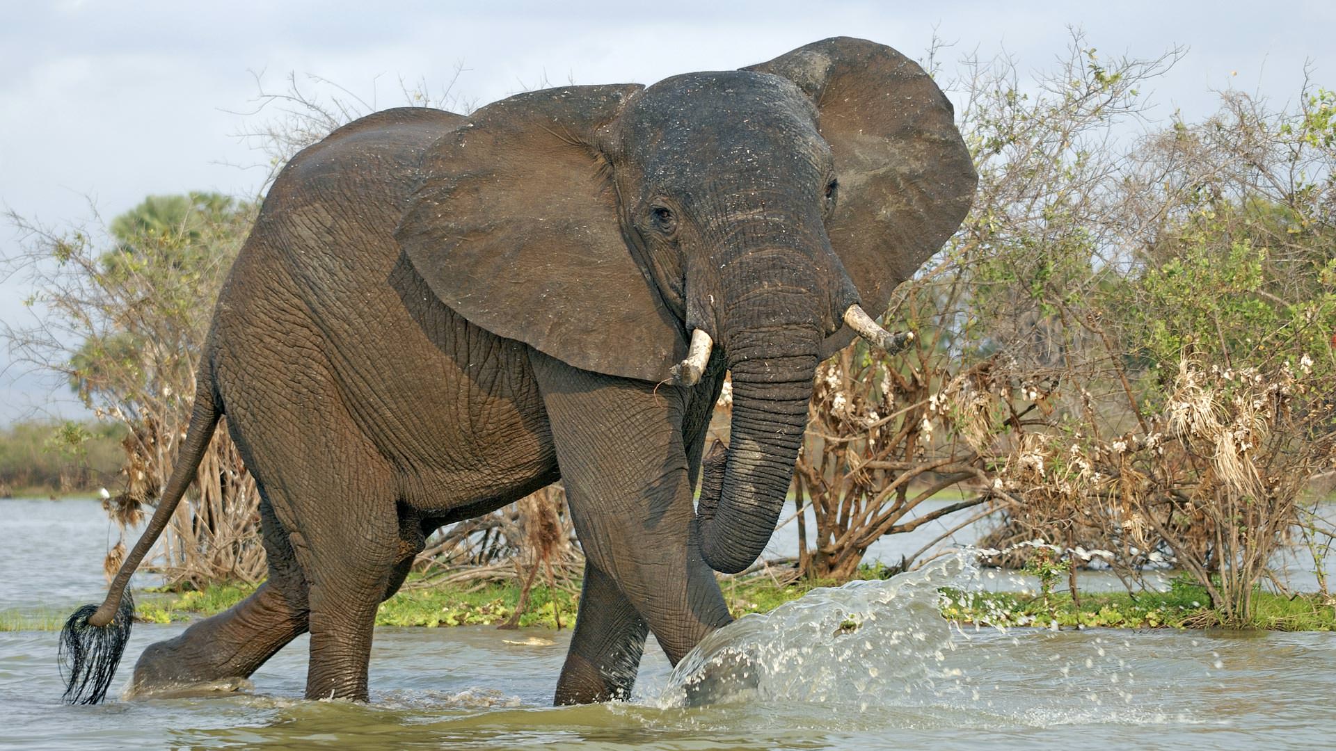 Roho ya Selous - an elephant splashing
