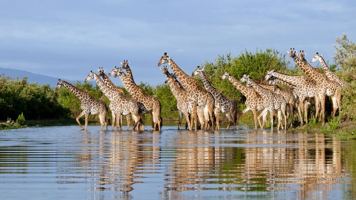 Roho ya Selous - Giraffe heading to the local spa
