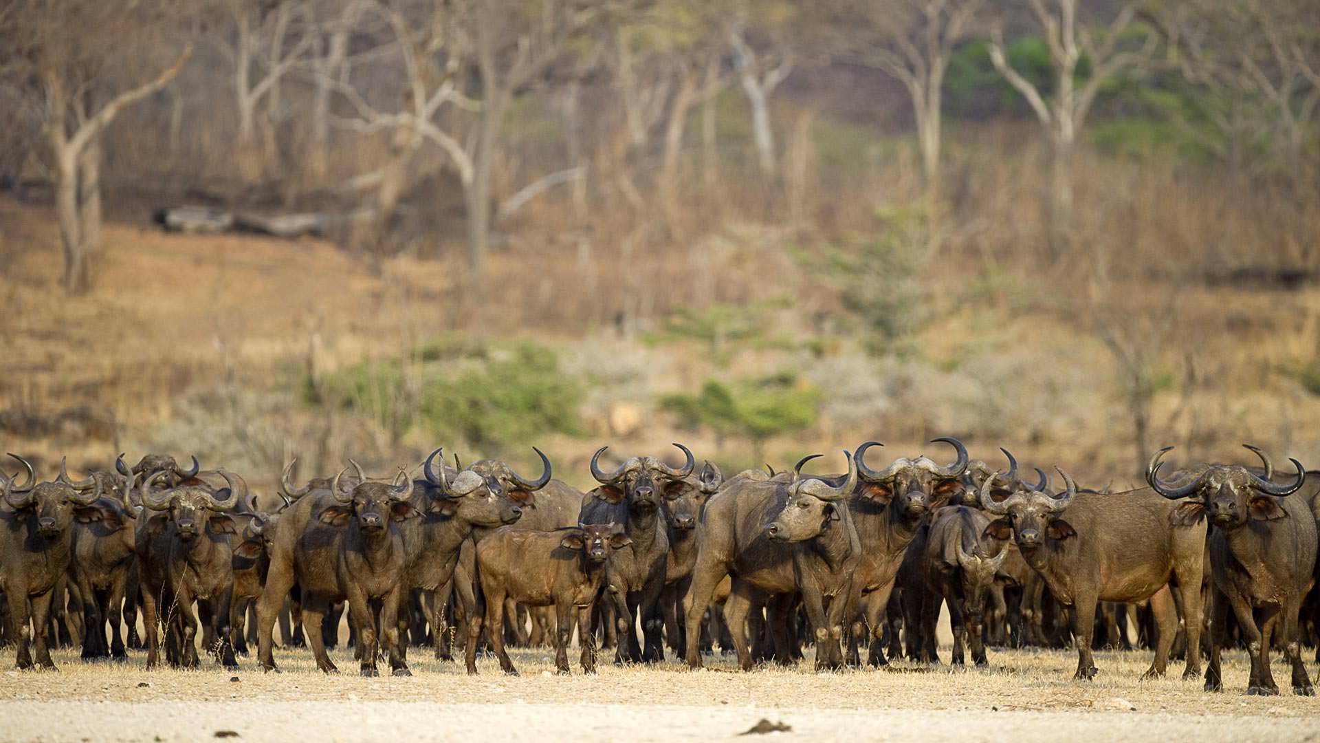 Roho ya Selous - herd of buffalo taking a look
