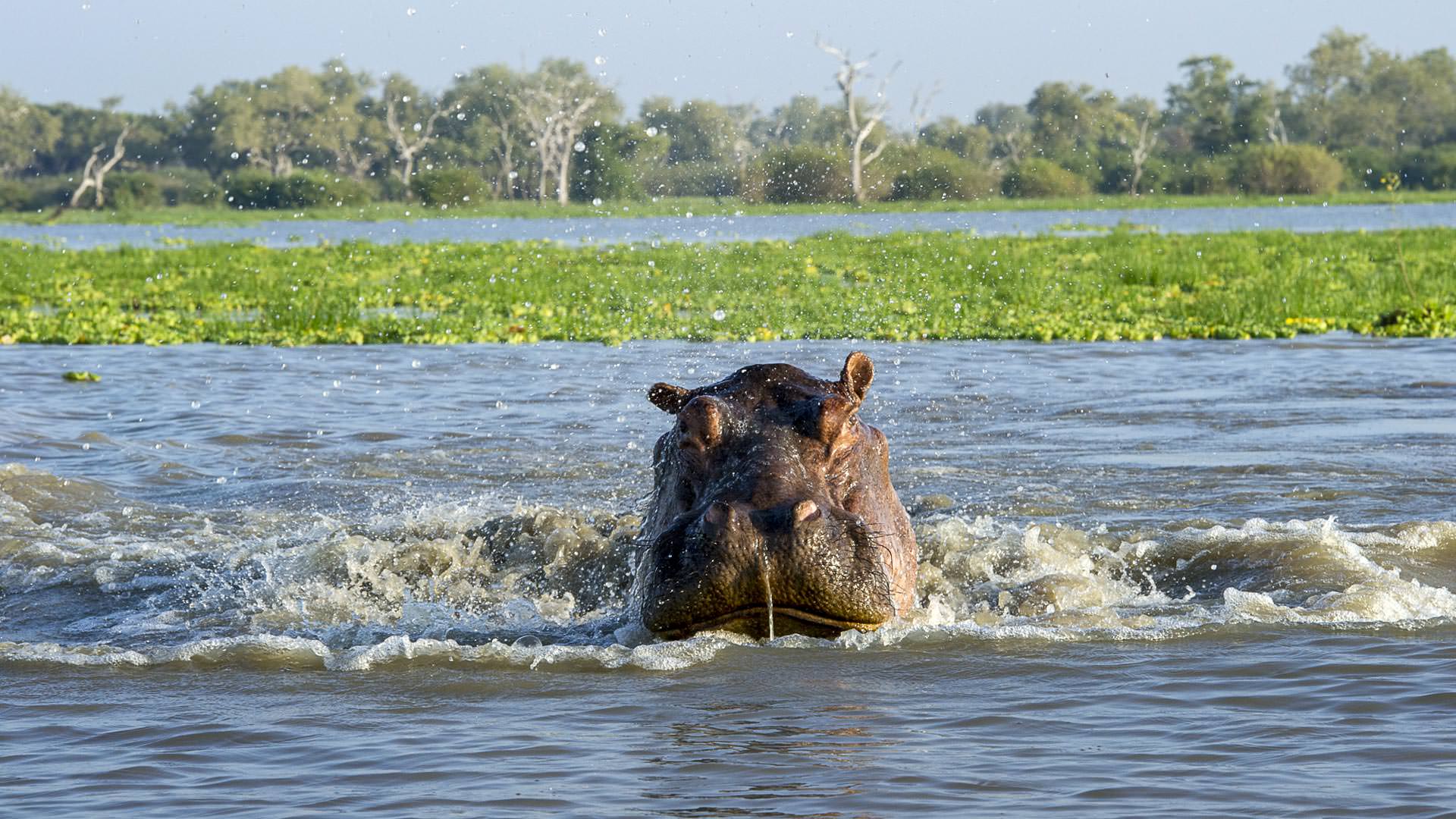 Roho ya Selous - Hippo taking a closer look