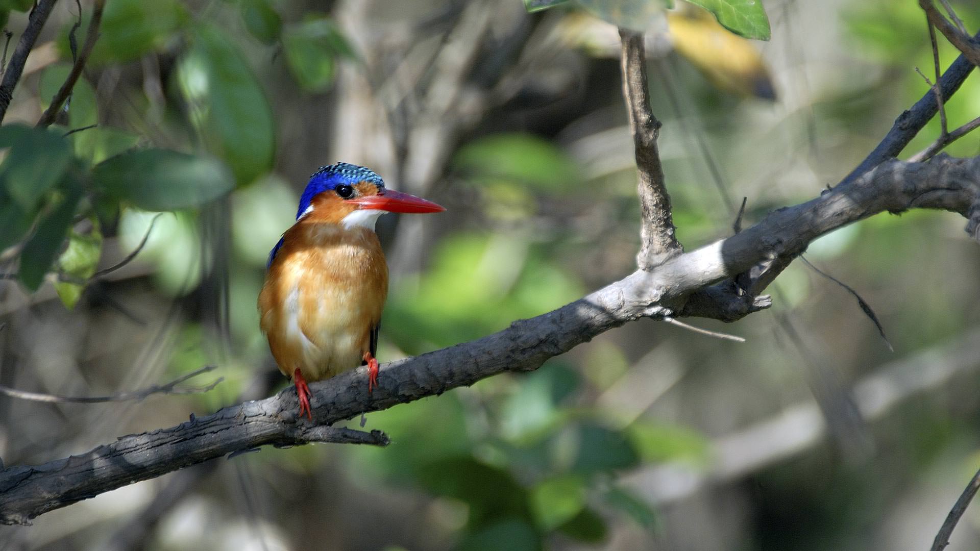 Roho ya Selous - Kingfisher relaxing