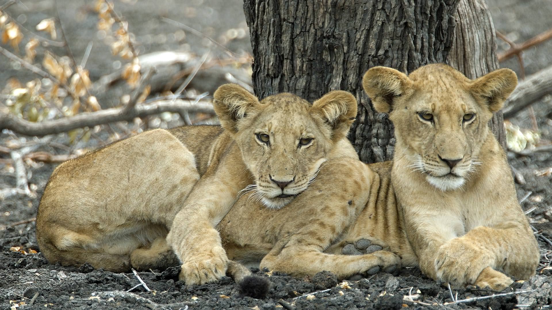 Roho ya Selous - 2 large lion cubs under a tree