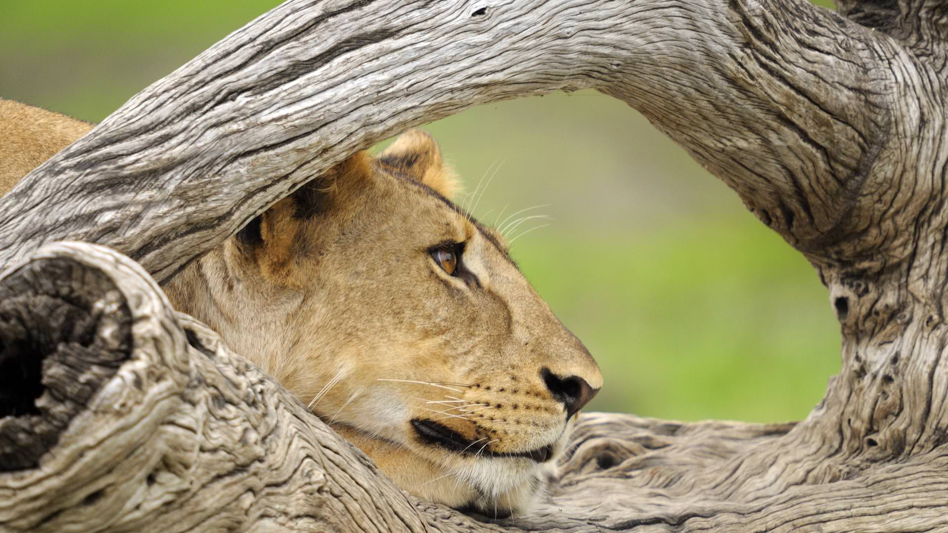 Roho ya Selous-lioness contemplating her next move