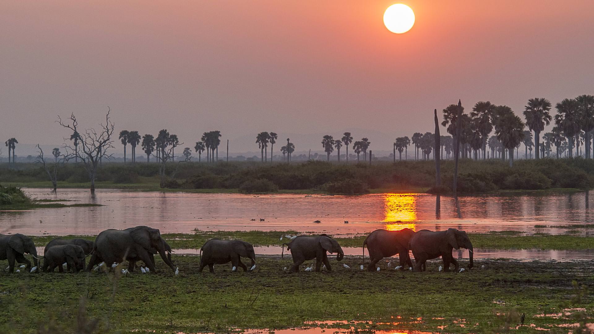 Roho ya Selous-River sunset with elephants