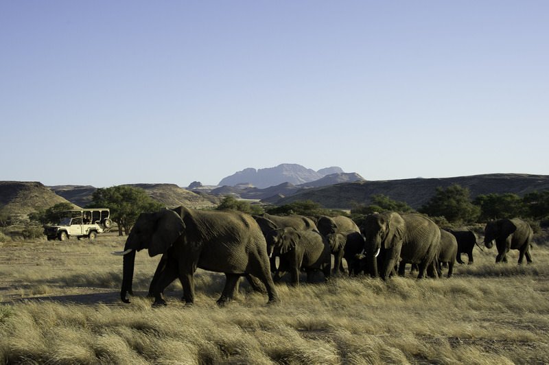 Damaraland Elephants