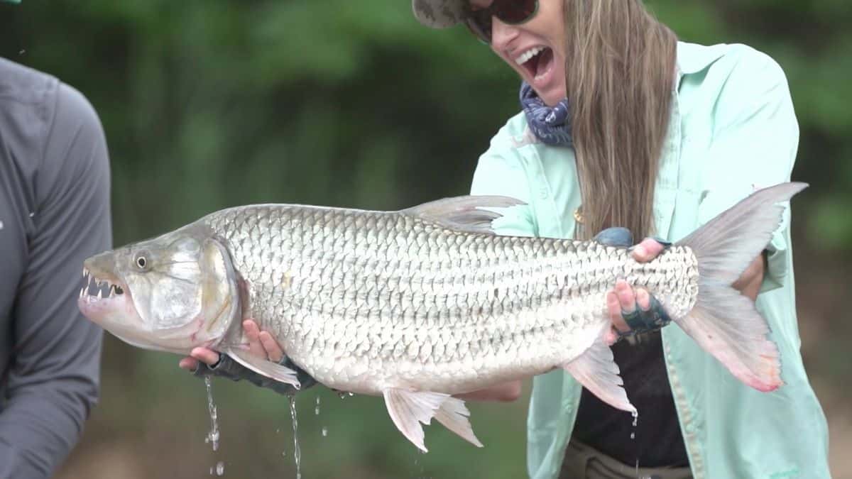 Tiger Fishing in Tanzania Safaris and Expeditions