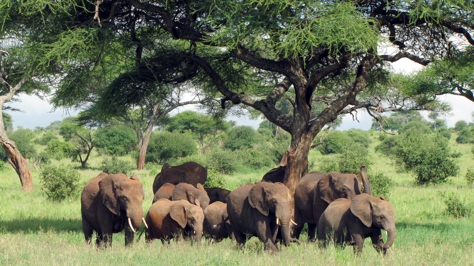 Tarangire Elephant Herd