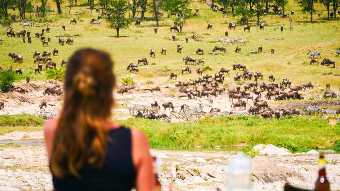 Wildebeest herds near camp