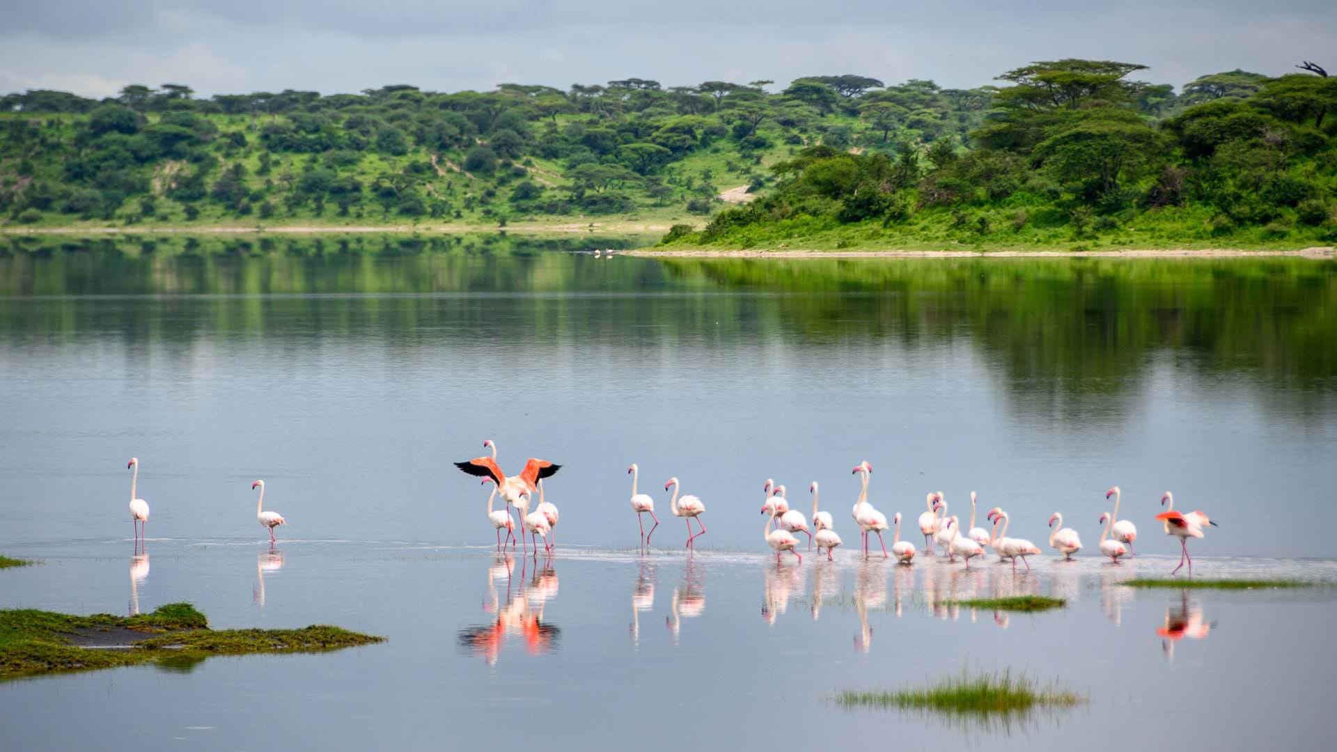 Flamingos at Ndutu