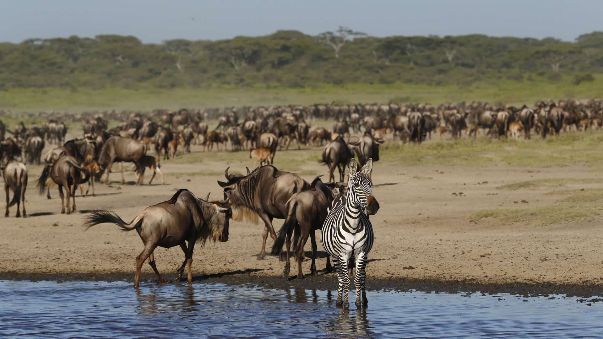 Wildebeest herd at waterhole with a lone Zebra