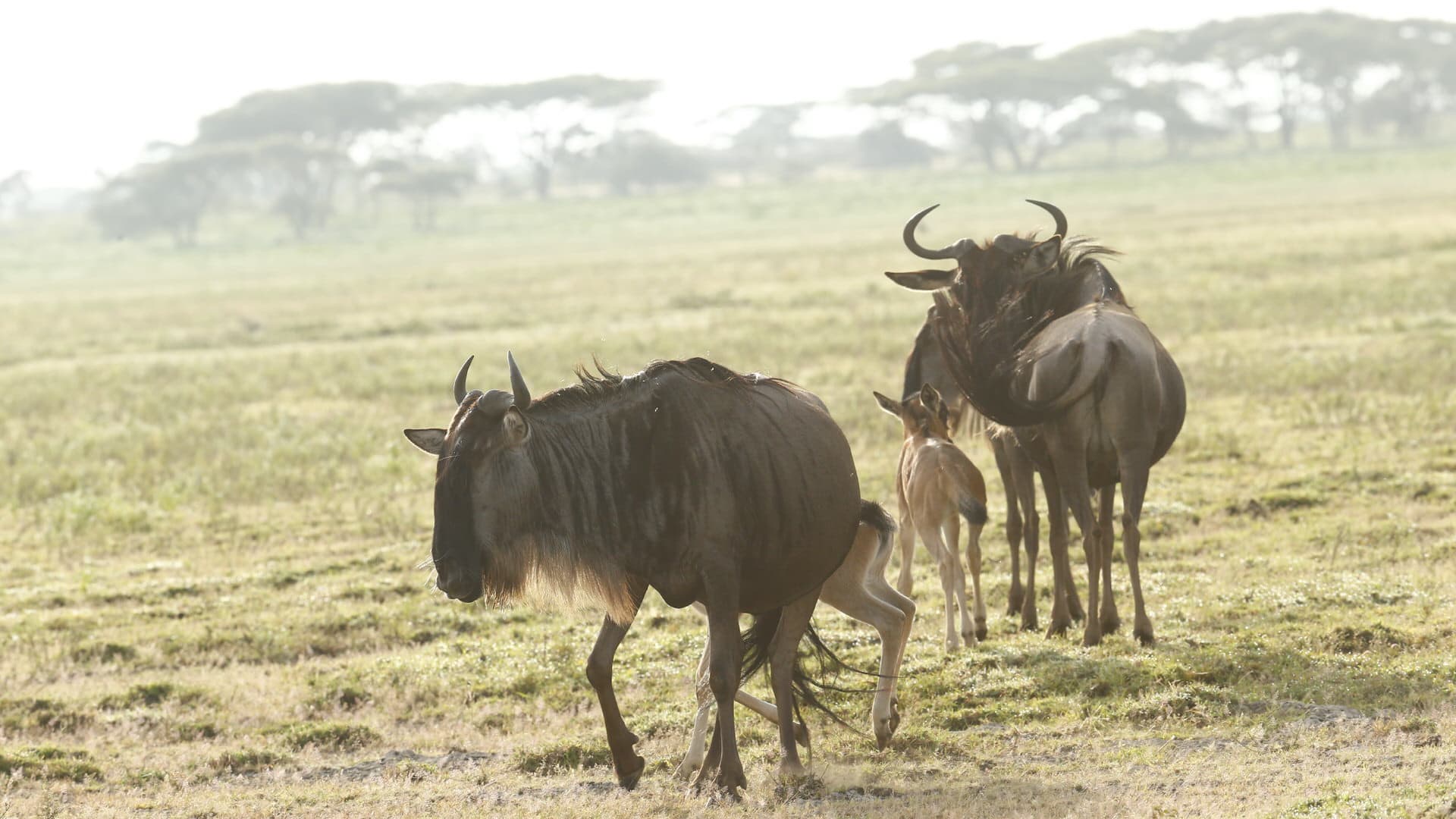 Two wildebeest with two calves on the Serengeti
