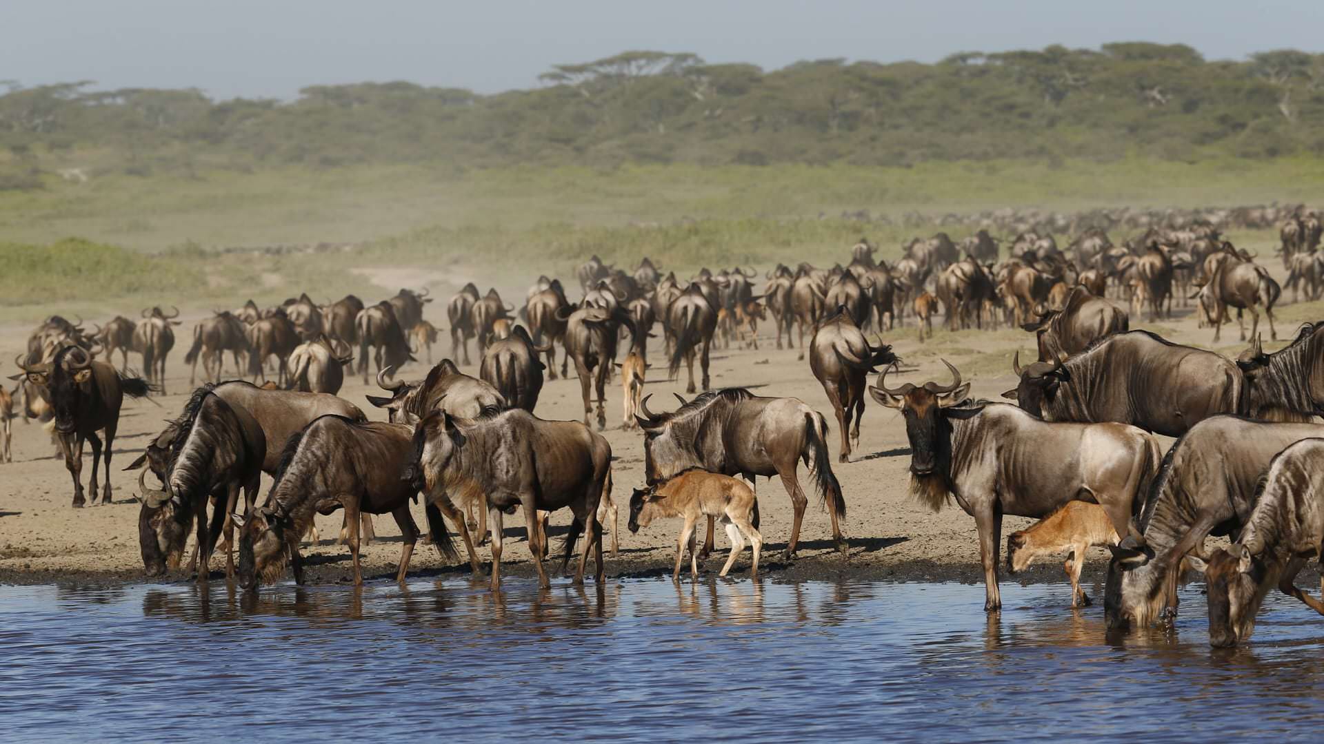 Wildebeest herd at a waterhole