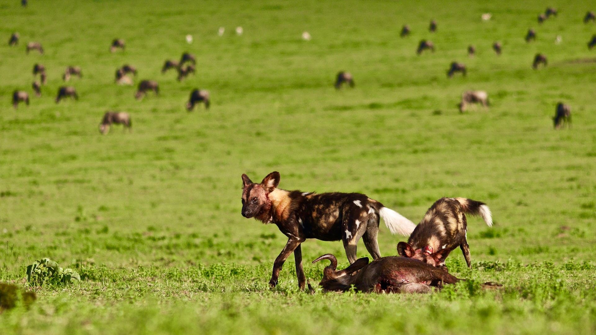 Wild dogs with a wildebeest kill