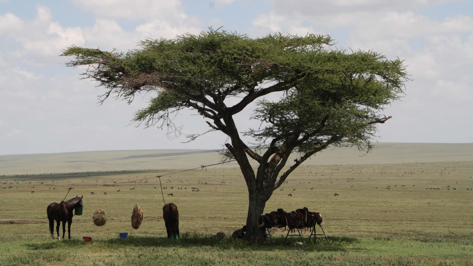 Horses on a picket-line on the Serengeti Plains