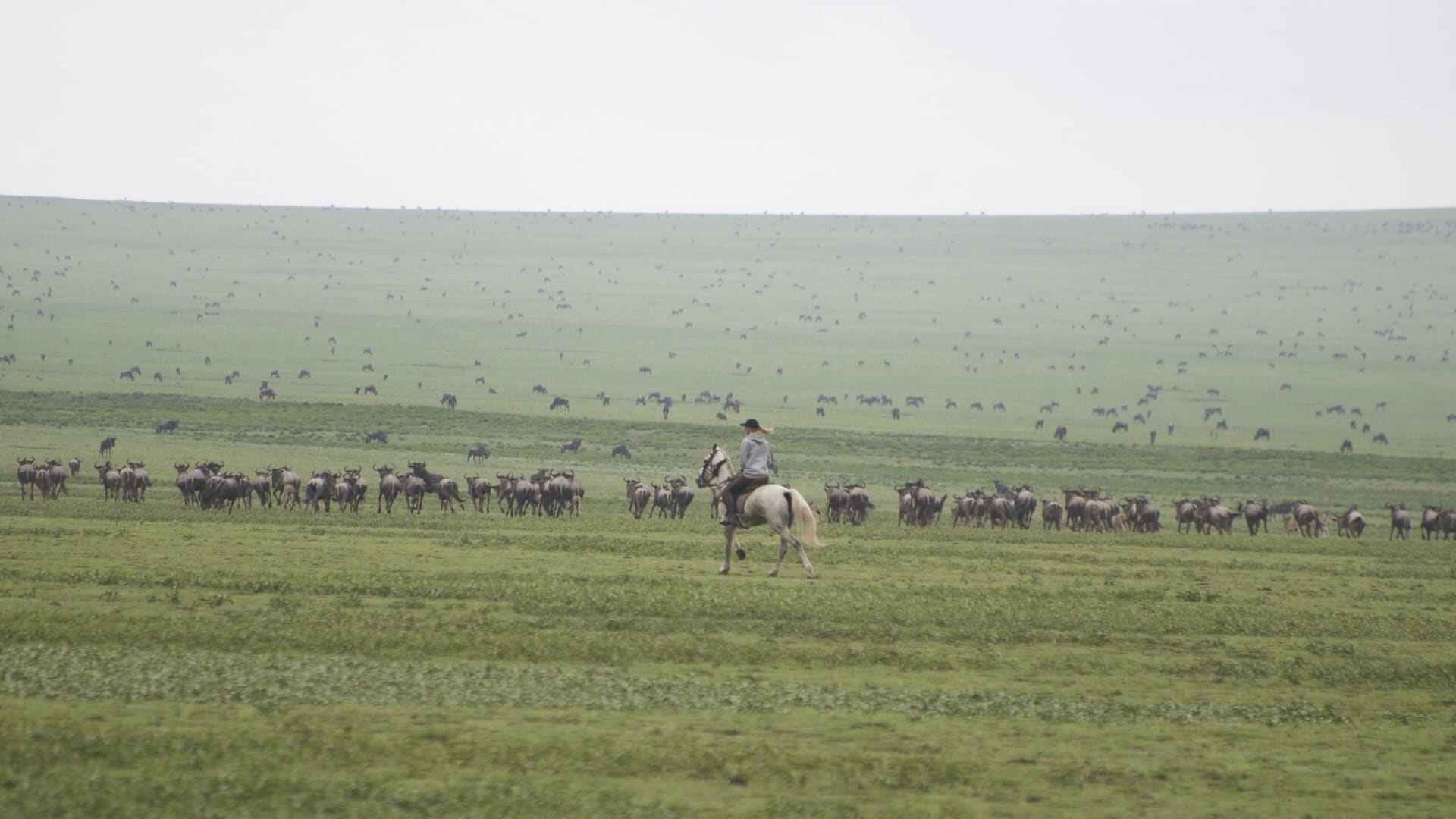 A lone rider approaching wildebeest herd