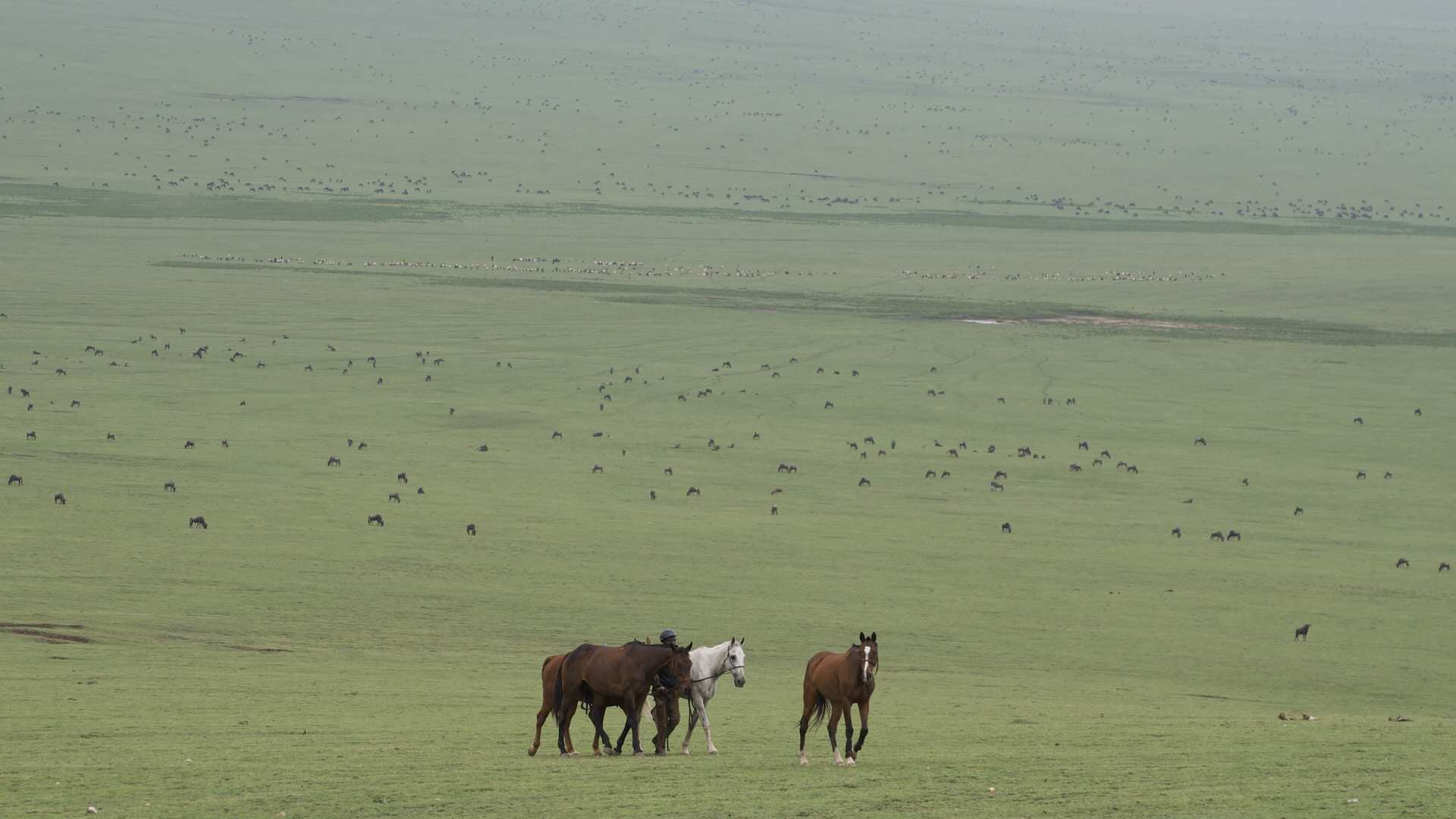 Groom leading 4 horses on endless plains covered by Wildebeest and cattle