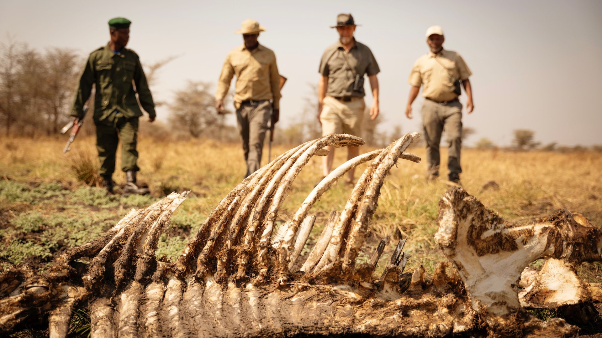 Walking towards the remains of a lion kill, Kusini Serengeti