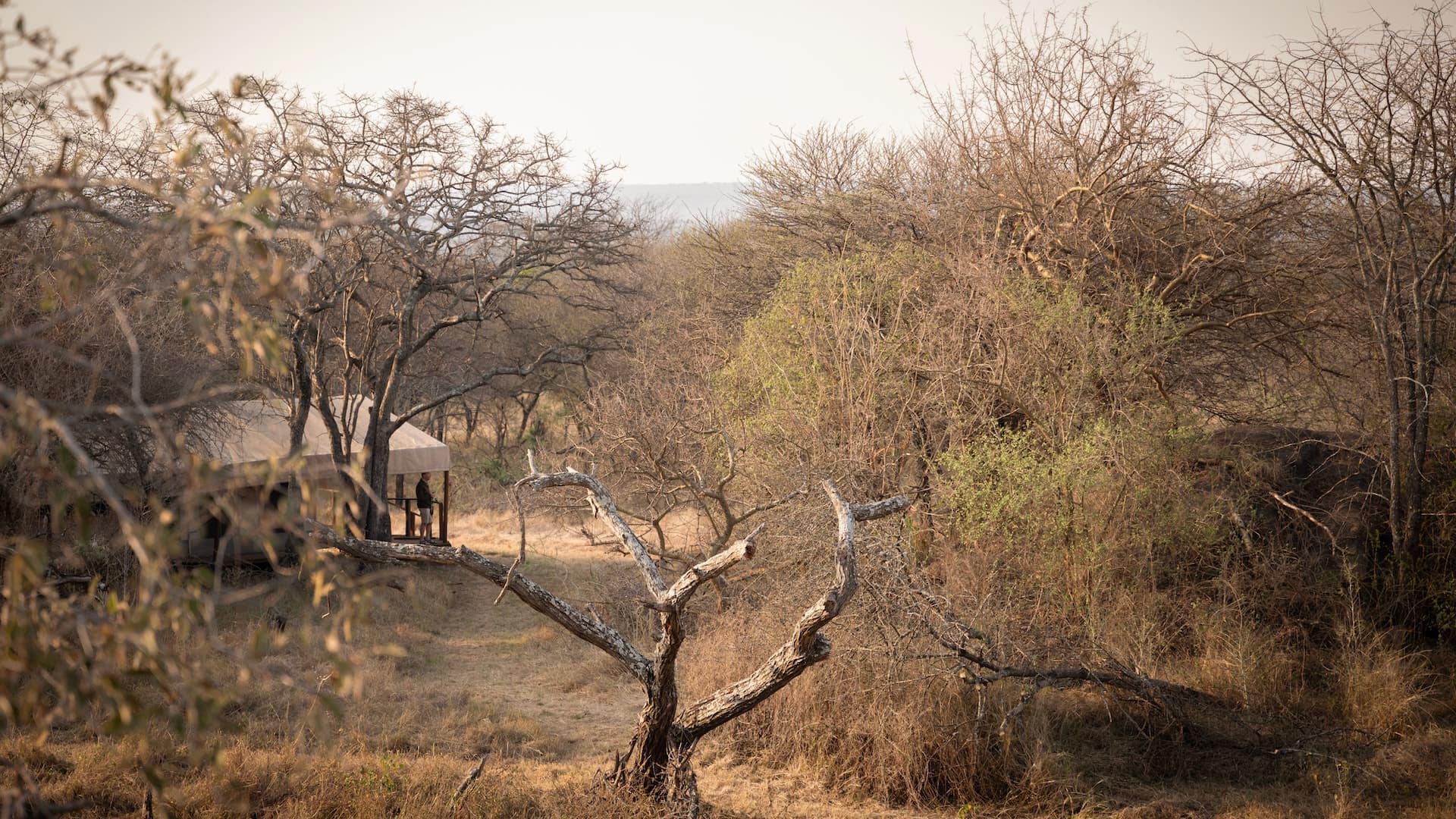 Kusini Serengeti - view of tent through the bushes